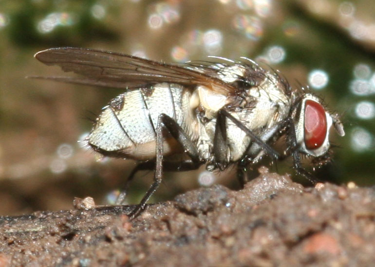 Limnophora obsignata. ♀  (Muscidae)