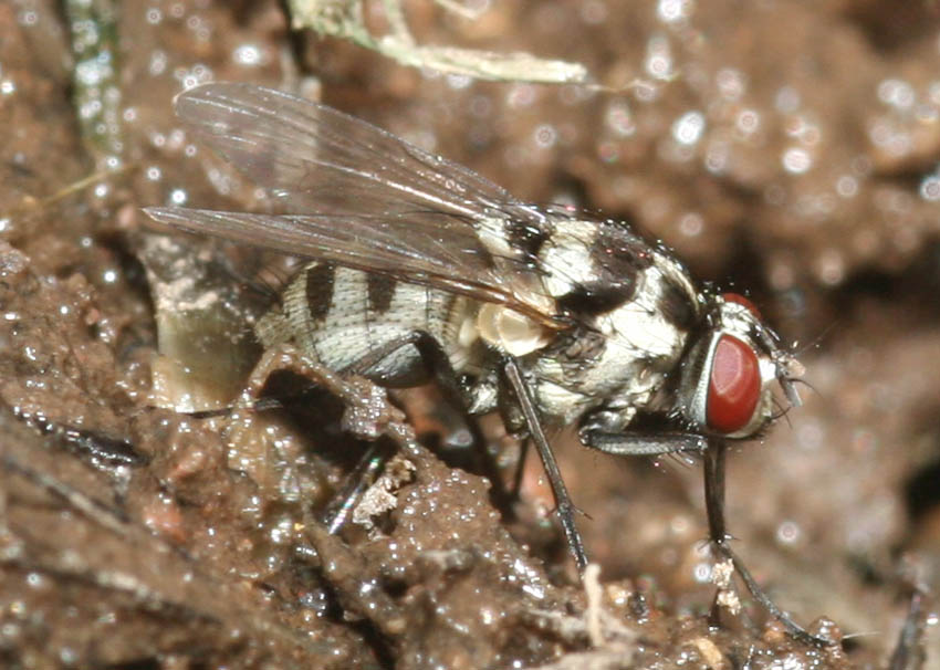 Limnophora obsignata. ♀  (Muscidae)