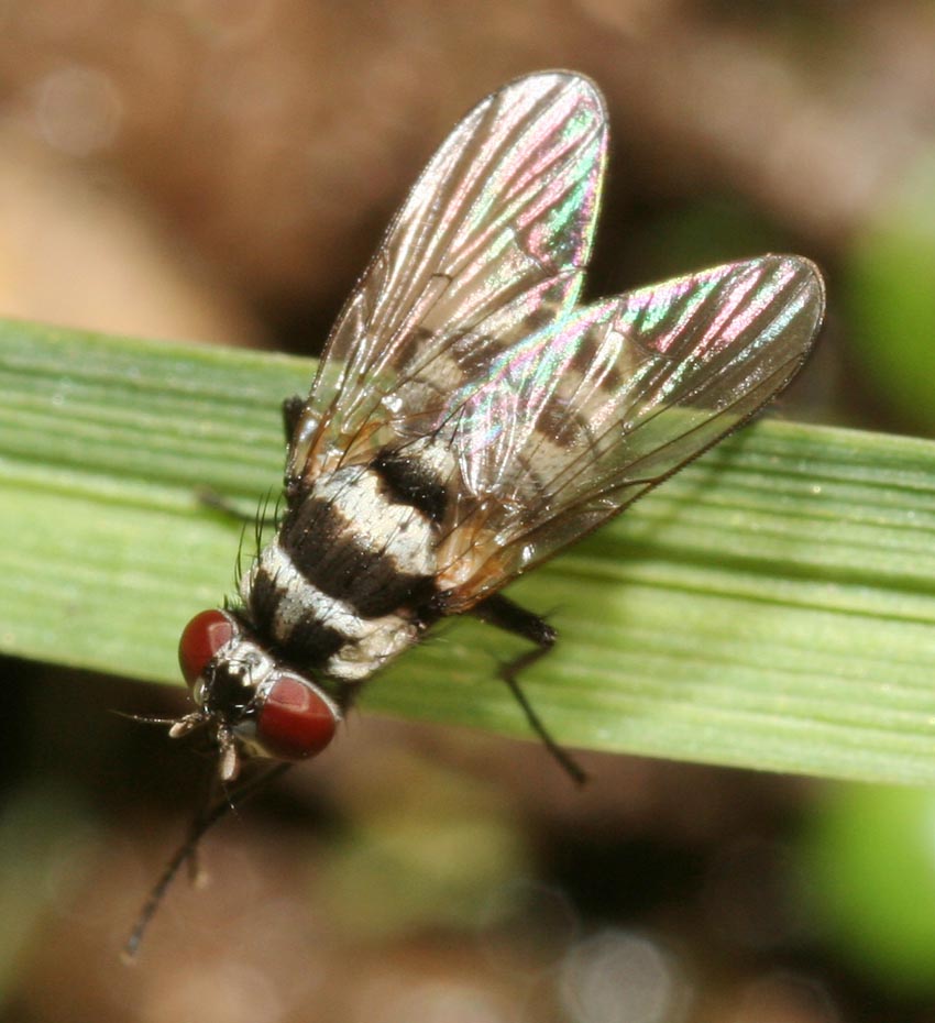 Limnophora obsignata. ♀  (Muscidae)