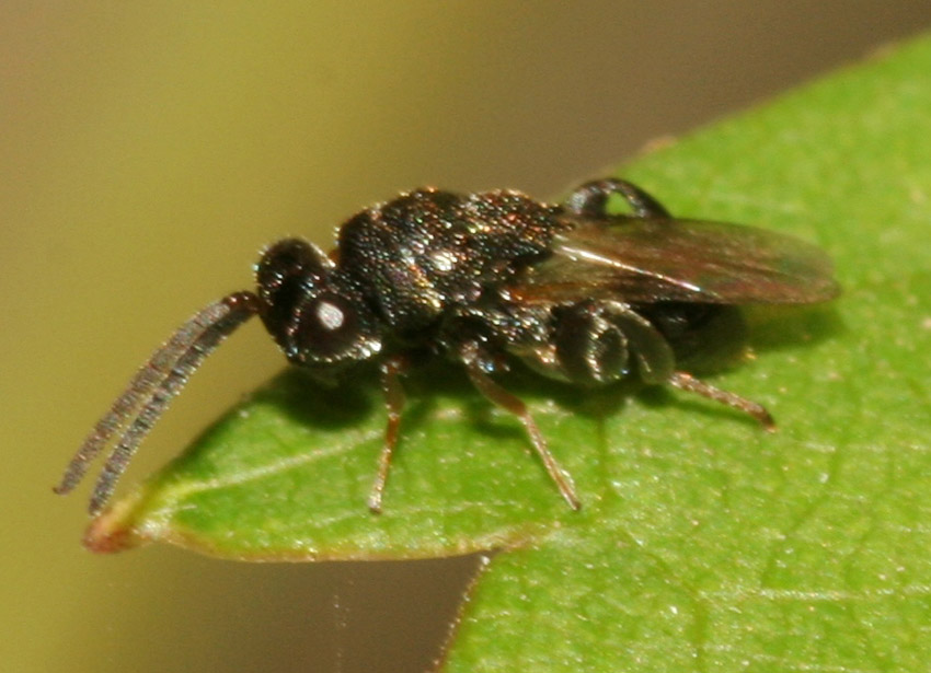 Lavoro per Hemerobius.