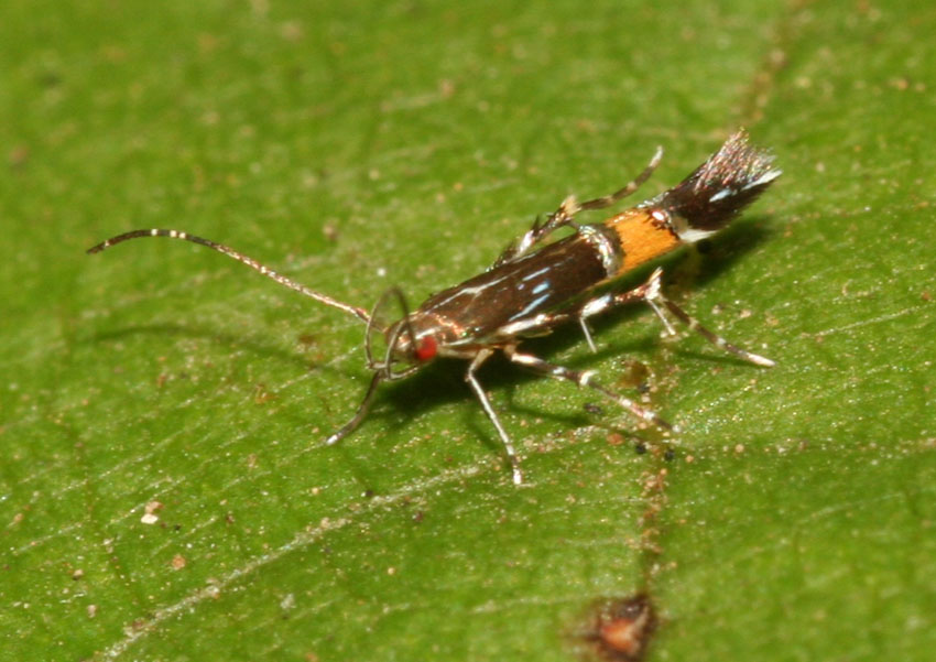 Cosmopterix pulchrimella