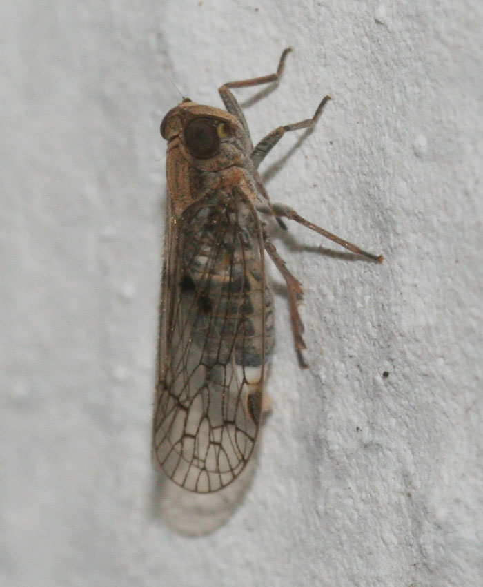 Cixiidae: forse Hyalesthes sp.