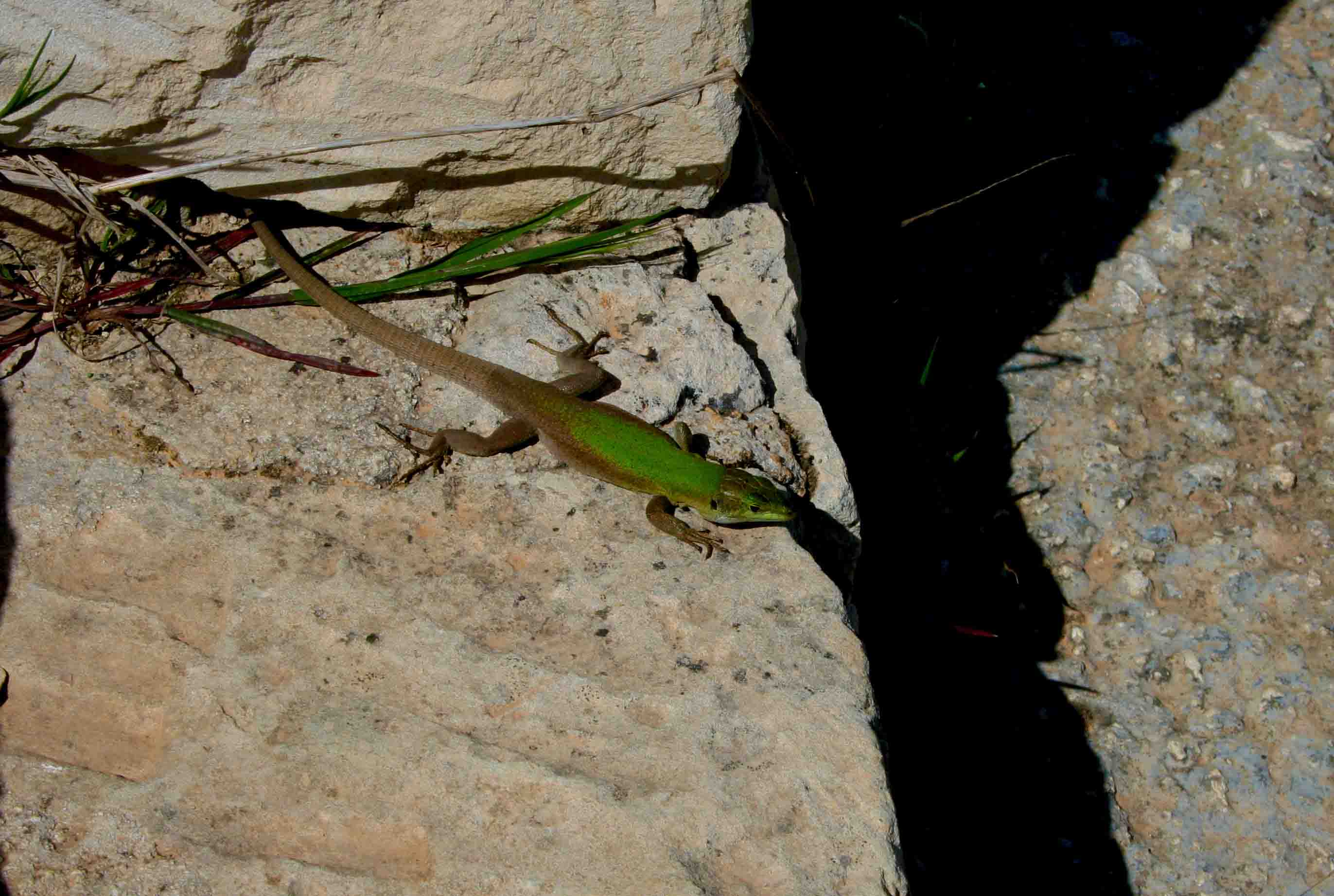 lucertola sicula