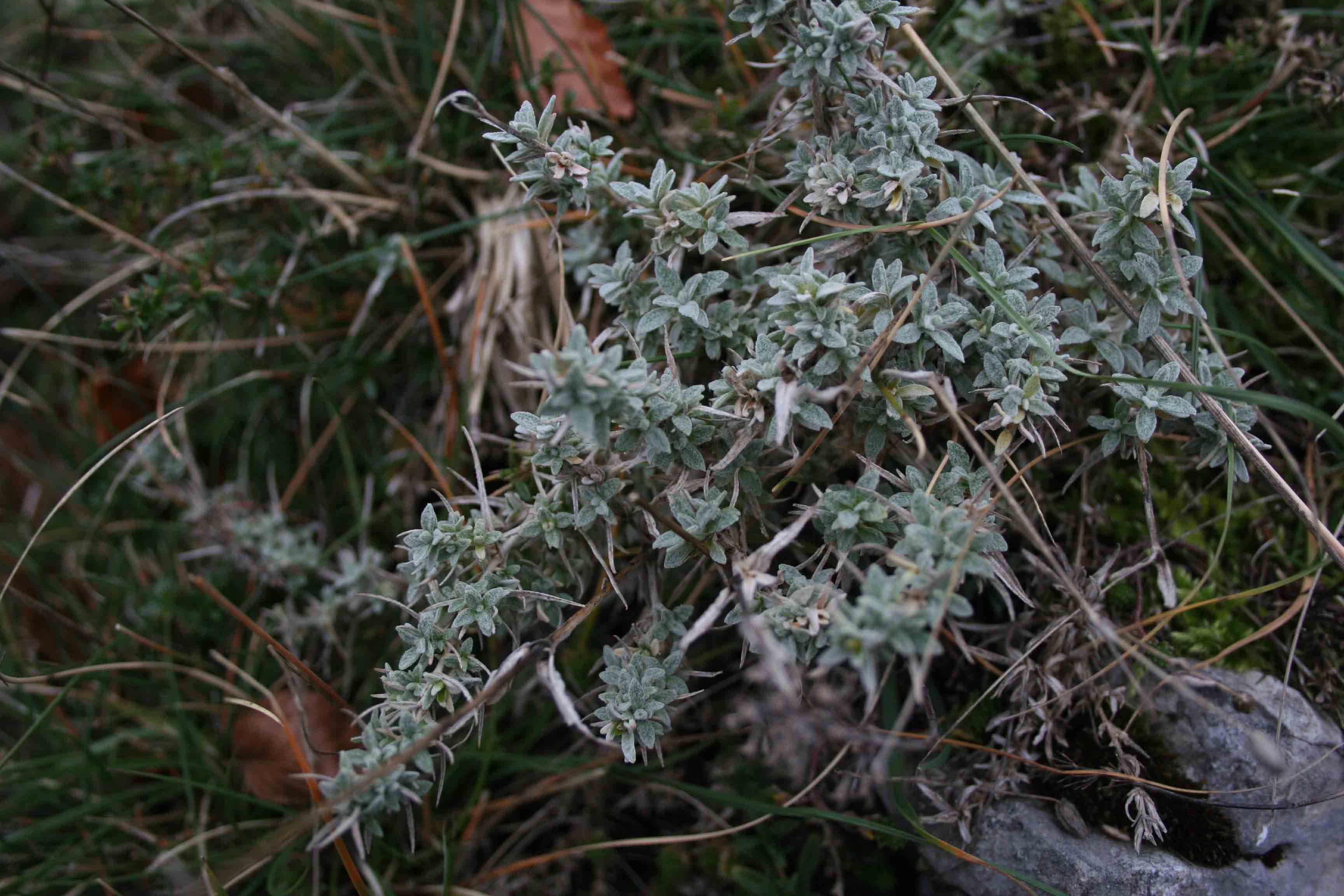 piante in abruzzo