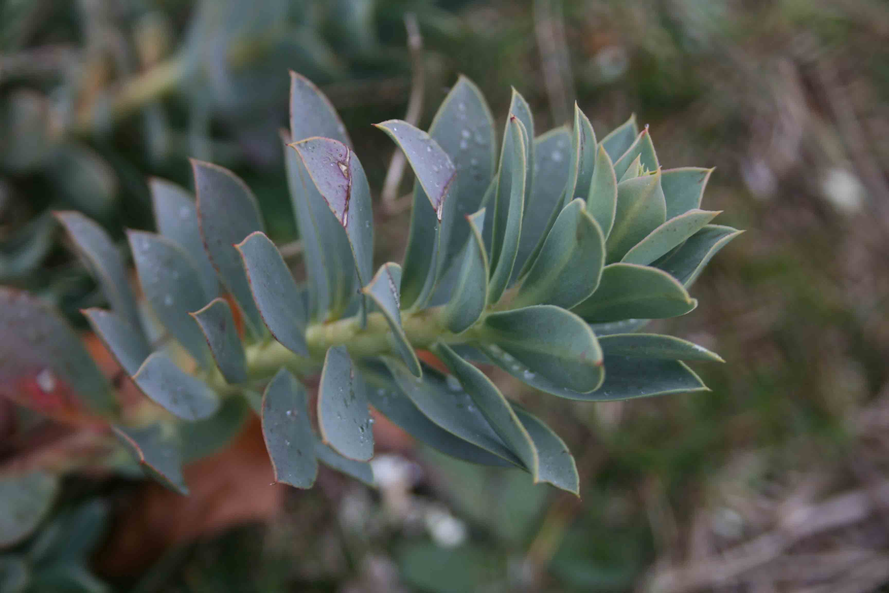 piante in abruzzo