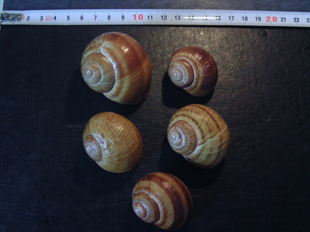 Land snails from Transylvania