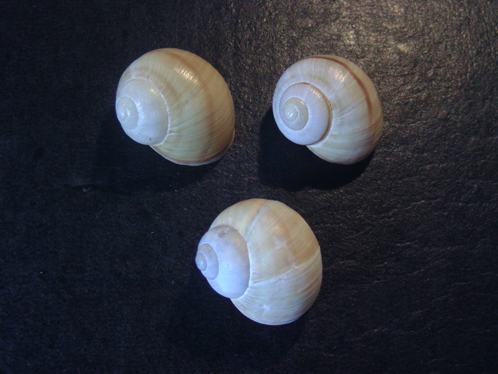 Land snails from Transylvania