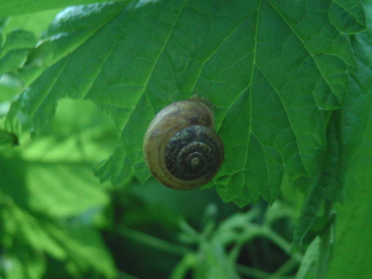 Land snails from Transylvania