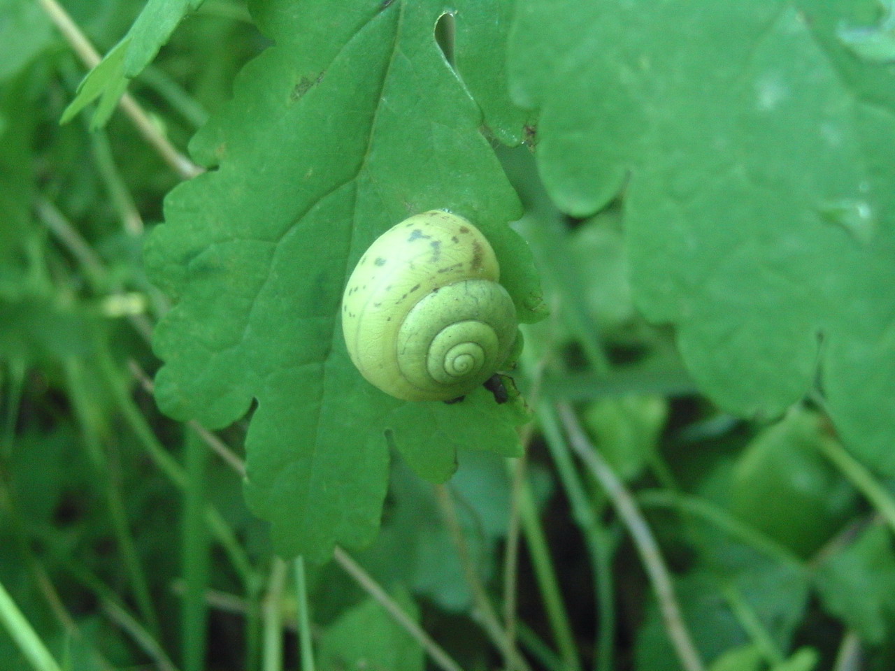 Land snails from Transylvania