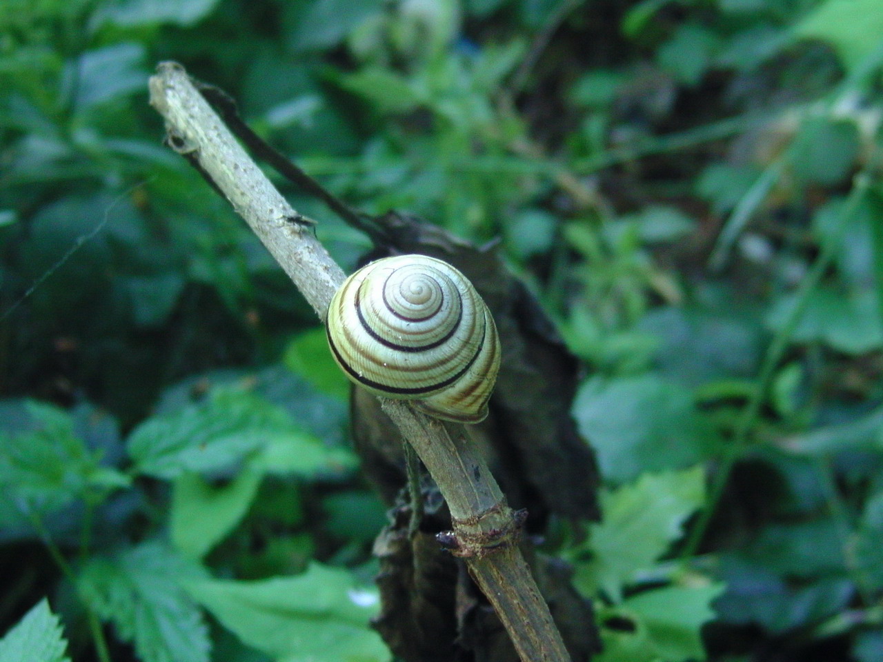 Land snails from Transylvania