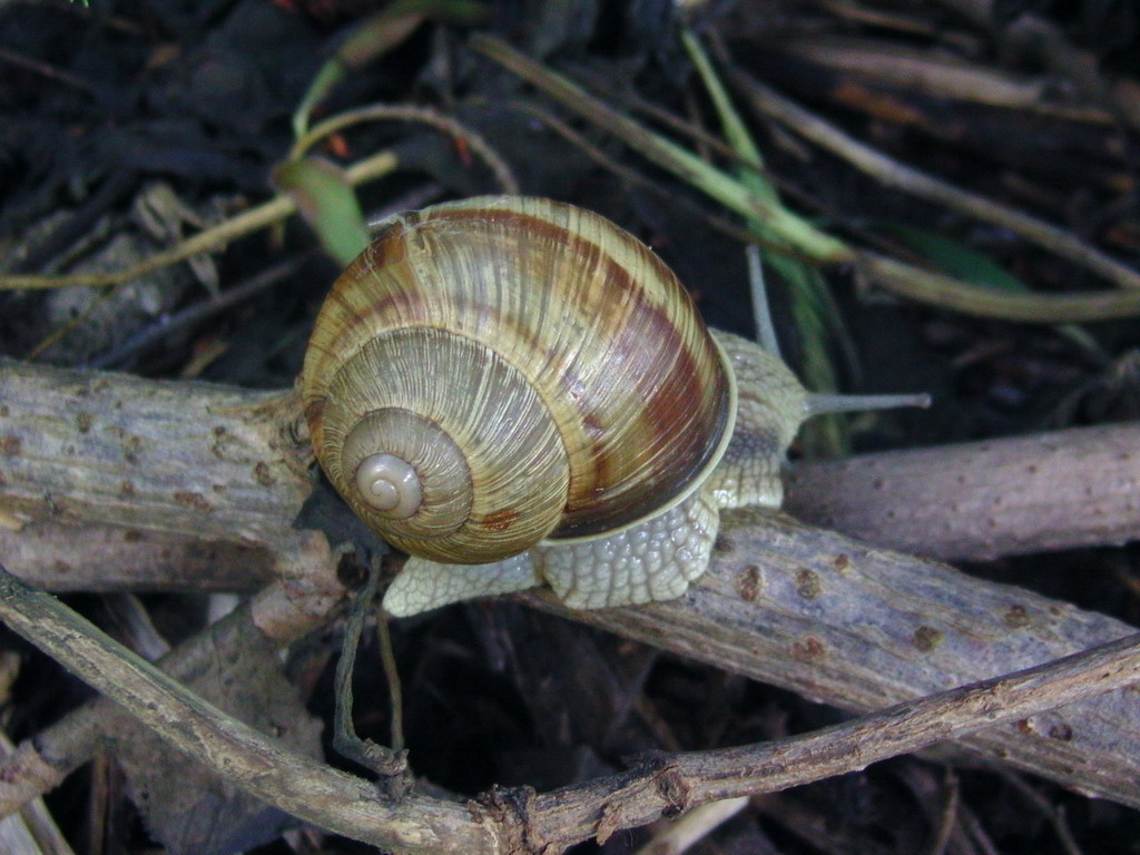 Land snails from Transylvania