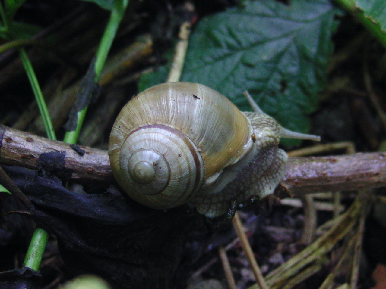 Land snails from Transylvania