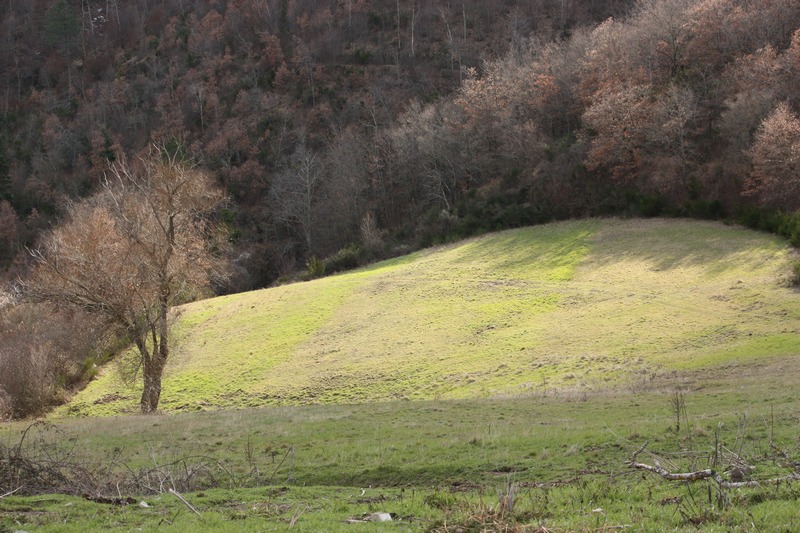 Queste feci sono di cinghiale. Probabile Istrice.