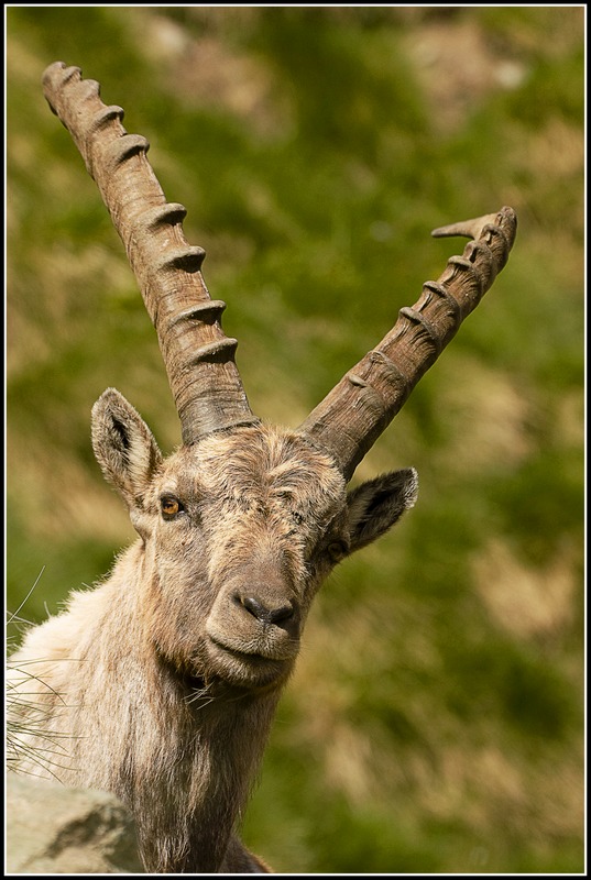 il Gran Paradiso e i suoi animali