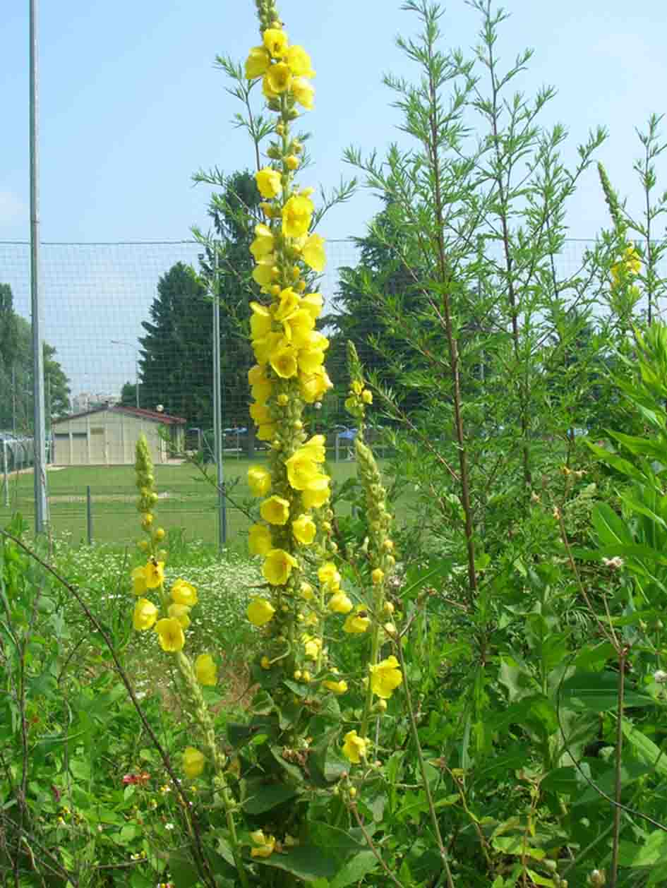 Verbascum densiflorum?