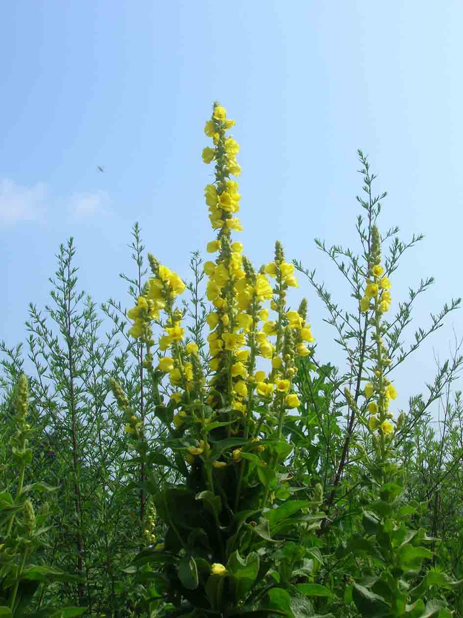 Verbascum densiflorum?