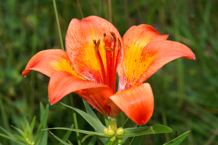 Carrellata di fiori-Val Venosta