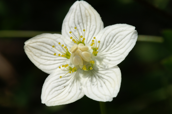 Carrellata di fiori-Val Venosta