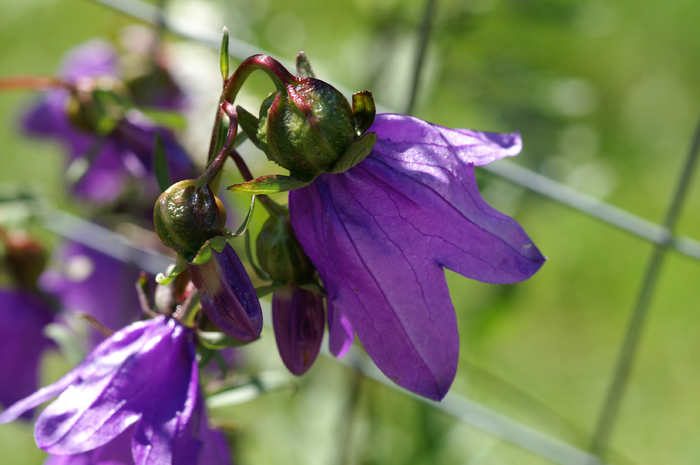 Carrellata di fiori-Val Venosta