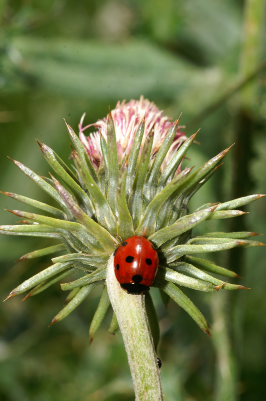 coccinella