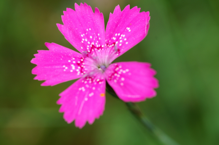 Val Venosta - Dianthus deltoides