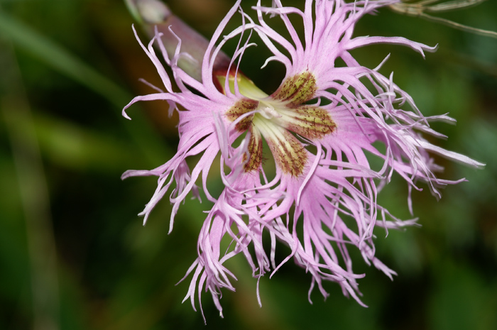 val Venosta 5 - Dianthus superbus