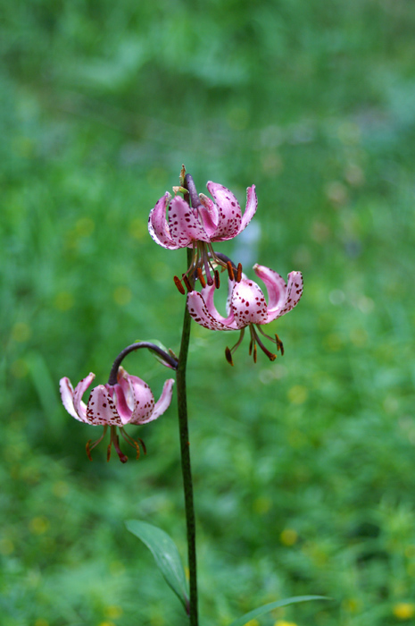 val Venosta 8 - Lilium martagon