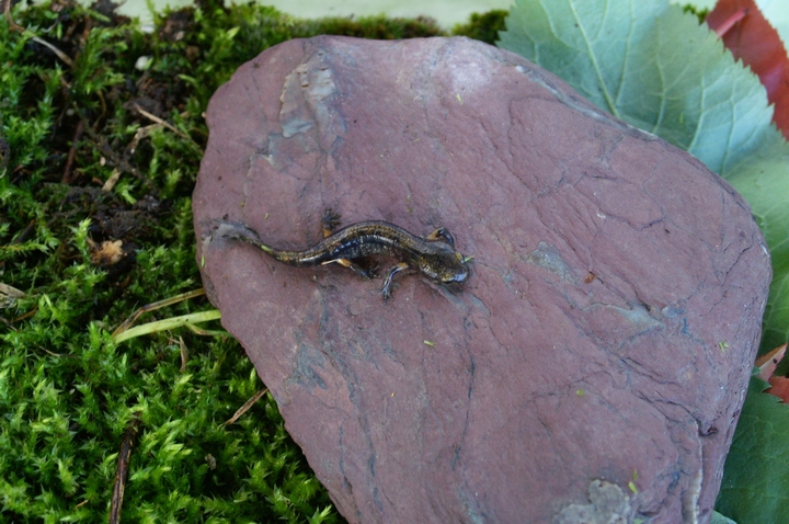 Salamandra salamandra neometamorfosata