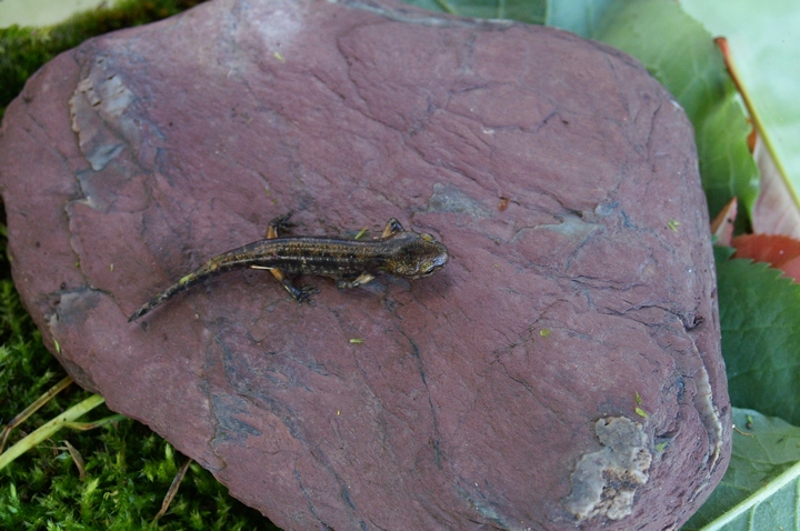 Salamandra salamandra neometamorfosata