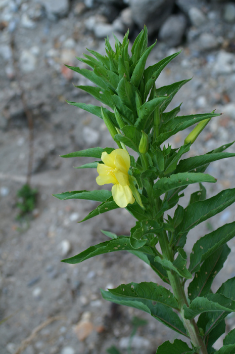 oenothera biennis, forse