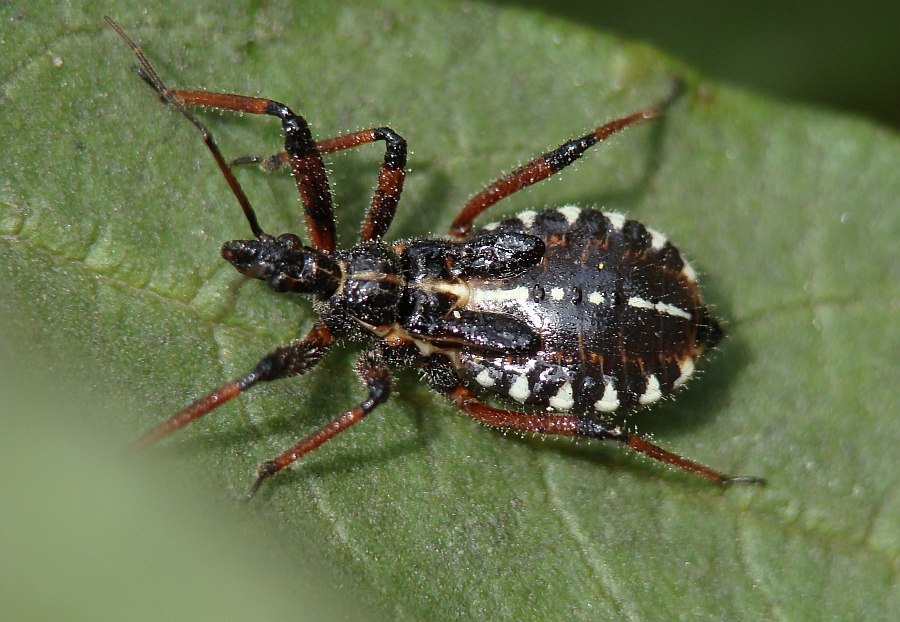 Reduviidae: ninfa di Rhynocoris cfr. cuspidatus dell''Algarve