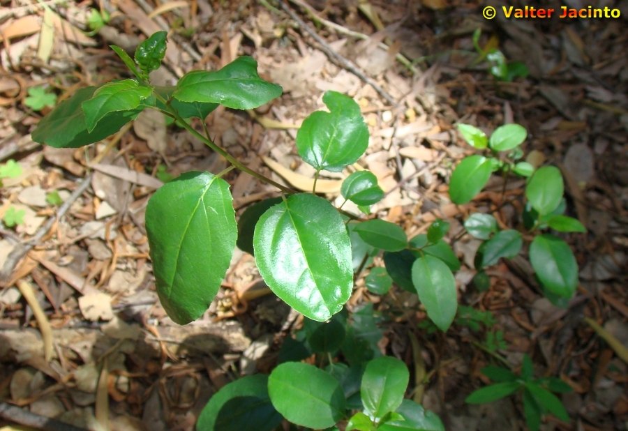 Rhamnus alaternus o Viburnum tinus?