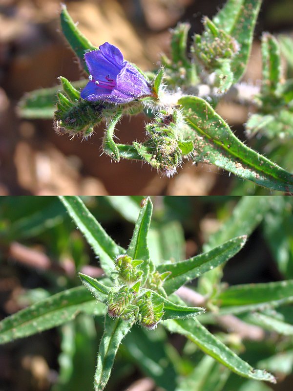 Echium plantagineum ? - Echium  vulgare