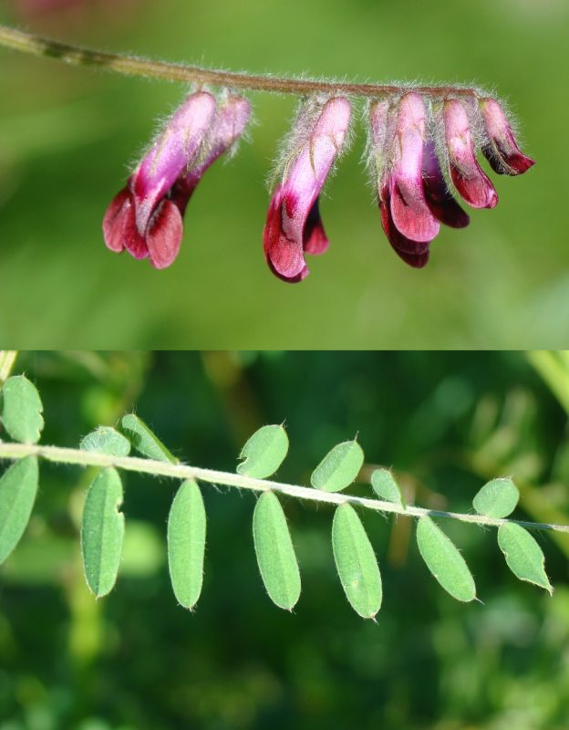 Vicia benghalensis / Veccia rosso-nera