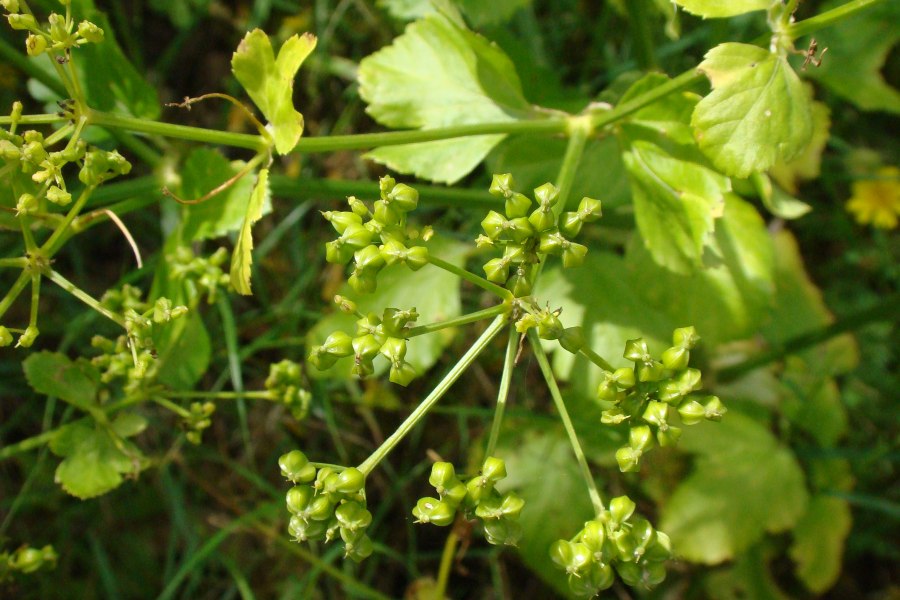 Smyrnium olusatrum