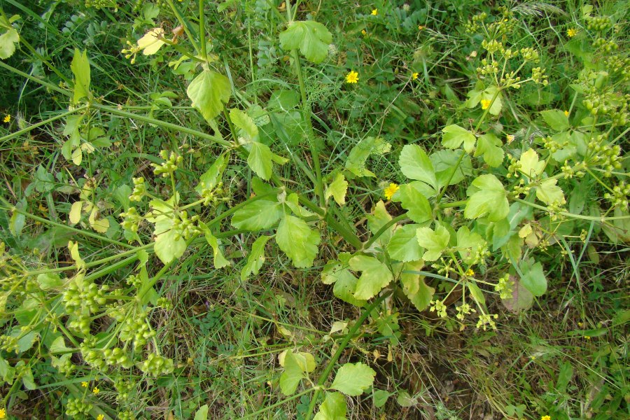 Smyrnium olusatrum