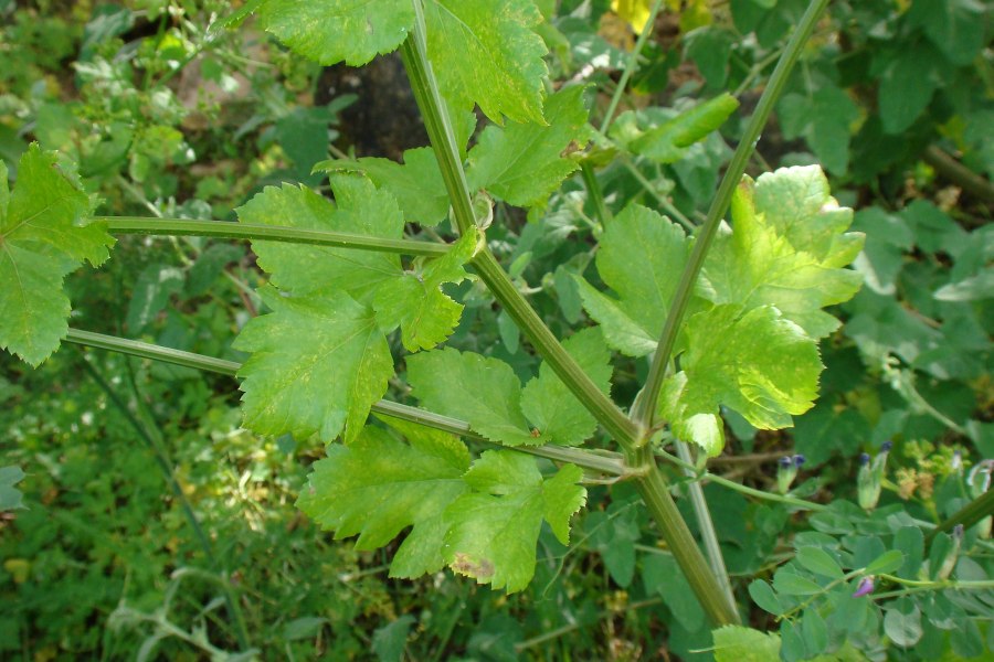 Smyrnium olusatrum