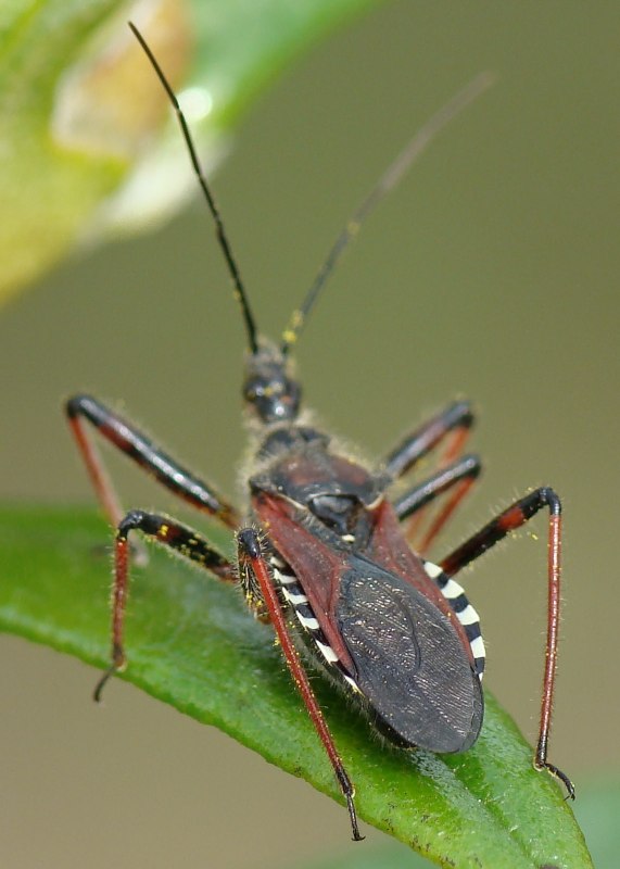 Reduviidae: Rhynocoris cuspidatus del Portogallo (Algarve)