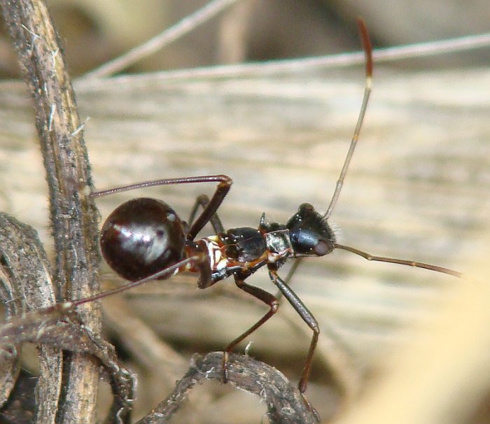 Alydidae: ninfa da identificare dell''Algarve