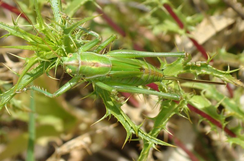 Tettigonia viridissima (ninfa)