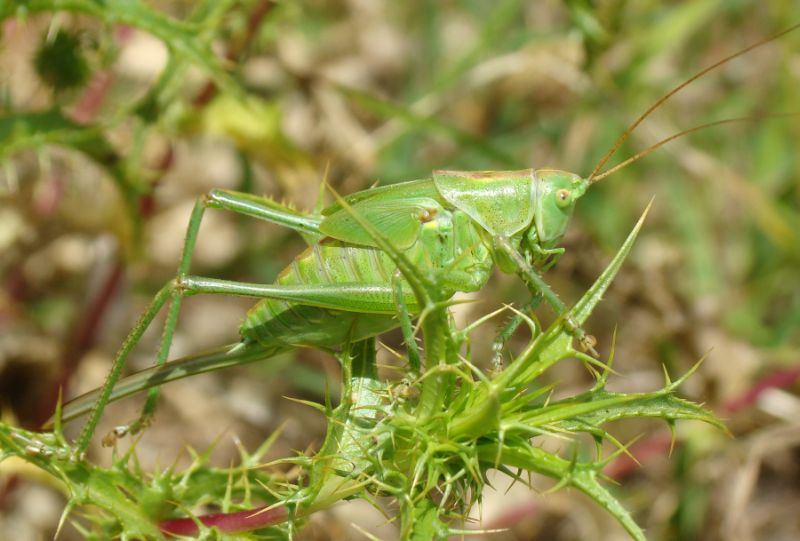 Tettigonia viridissima (ninfa)