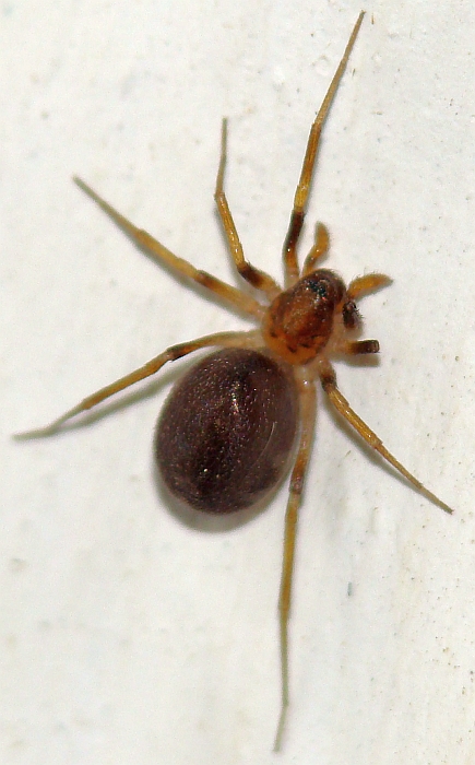 Zodariidae