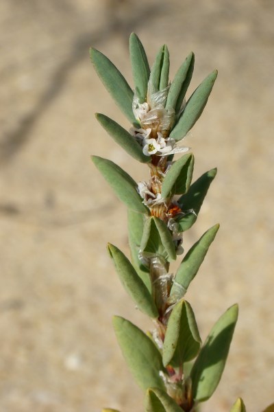 Polygonum maritimum