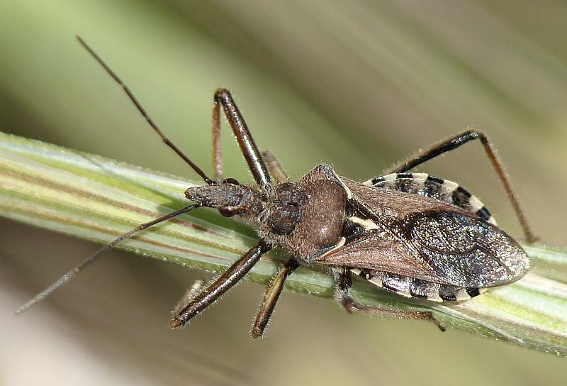 Rhynocoris erythropus ???