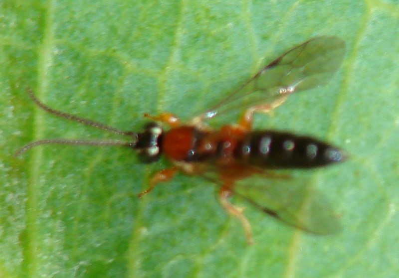 Ichneumonidae, sottofamiglia Pimplinae