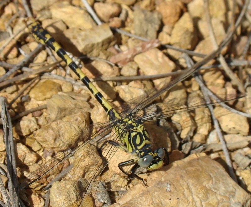 Gomphus sp. ???