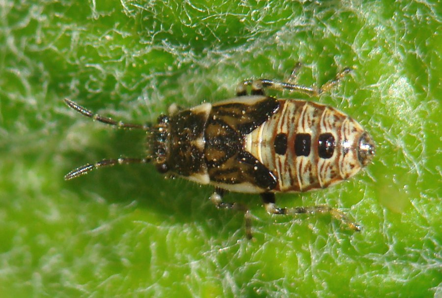 Lygaeidae: Heterogaster cf. urticae, ninfa dell''Algarve (P)