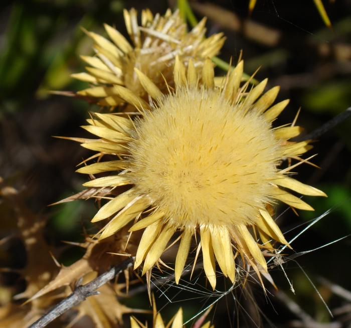 Carlina corymbosa / Carlina raggio d''oro