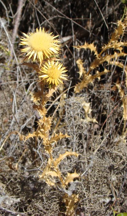 Carlina corymbosa / Carlina raggio d''oro