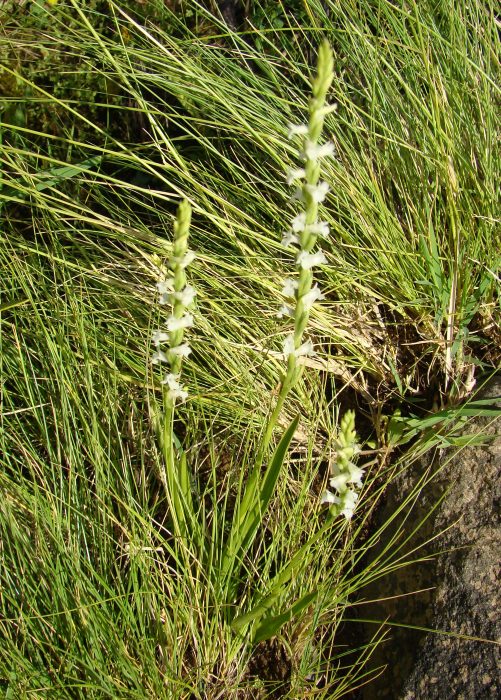 Spiranthes aestivalis